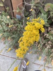 Solidago velutina