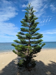 Araucaria heterophylla