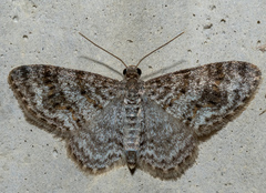 Hydrelia inornata