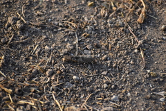 Orthoptera