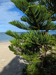 Araucaria heterophylla
