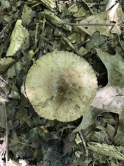 Lactifluus subgerardii