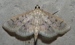 Herpetogramma