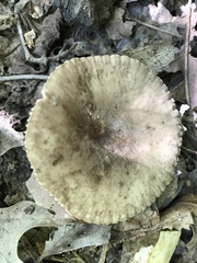 Lactifluus subgerardii