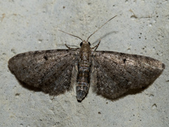Eupithecia miserulata