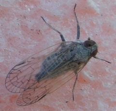 Cixiinae