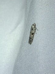 Sinoe