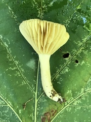 Lactifluus subgerardii