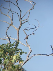 Colaptes auratus luteus