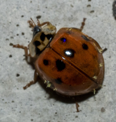 Hesperomyces harmoniae