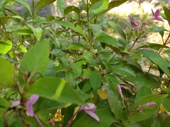 Pseuderanthemum laxiflorum