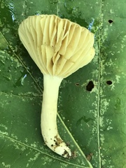 Lactifluus subgerardii