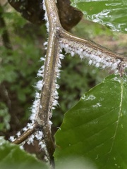 Grylloprociphilus imbricator