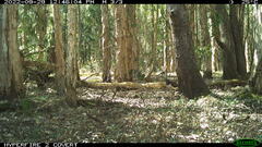 Threskiornis spinicollis