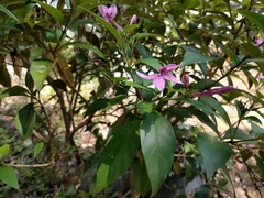 Pseuderanthemum laxiflorum