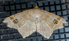 Macaria aemulataria