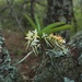 Cyrtorchis praetermissa - Photo (c) Brian Gratwicke,  זכויות יוצרים חלקיות (CC BY)