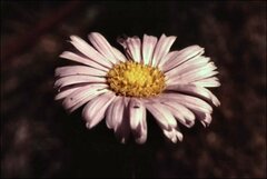 Brachyscome spathulata