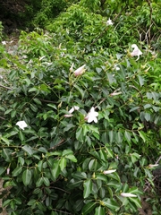 Cryptostegia grandiflora