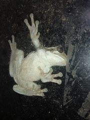 Trachycephalus vermiculatus