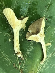 Lactifluus subgerardii