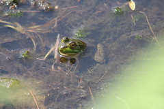 Lithobates
