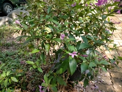 Pseuderanthemum laxiflorum