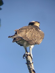 Pandion haliaetus