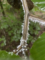 Grylloprociphilus imbricator