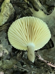 Lactifluus subgerardii