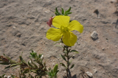 Oenothera hartwegii