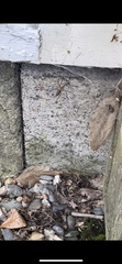 Lycosoidea
