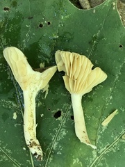 Lactifluus subgerardii