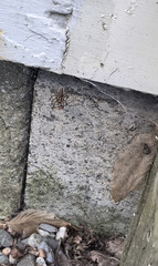 Lycosoidea