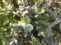 Elaeagnus reflexa