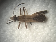 Alydus pilosulus