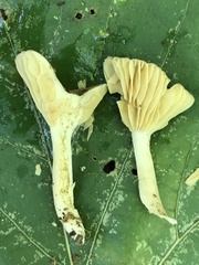 Lactifluus subgerardii