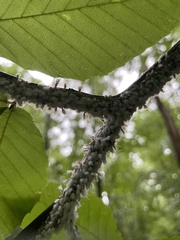 Grylloprociphilus imbricator