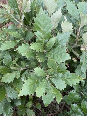 Quercus prinoides
