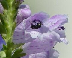 Hylaeus modestus