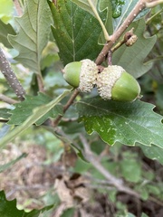Quercus prinoides