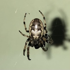 Larinioides cornutus