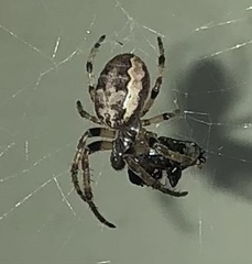 Larinioides cornutus