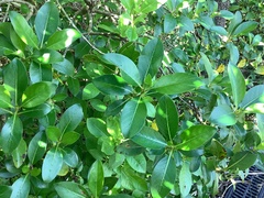 Melicytus ramiflorus