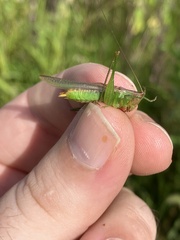Orchelimum campestre