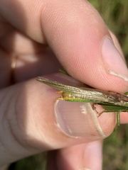 Orchelimum campestre