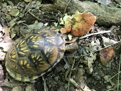 Terrapene carolina triunguis