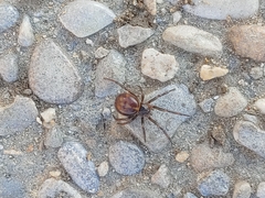 Steatoda borealis