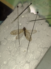 Nusalala tessellata