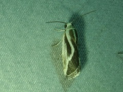 Ponometia alata